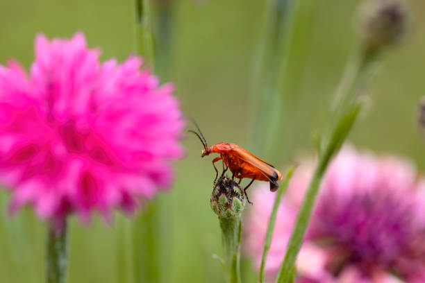 soldier beetle perched on a pink flower in the garden. Macro horizontal photograph with nice composition, colourful. soldier beetle perched on a pink flower in the garden. Macro horizontal photograph with nice composition, colourful. Copy Space. rhagonycha fulva stock pictures, royalty-free photos & images