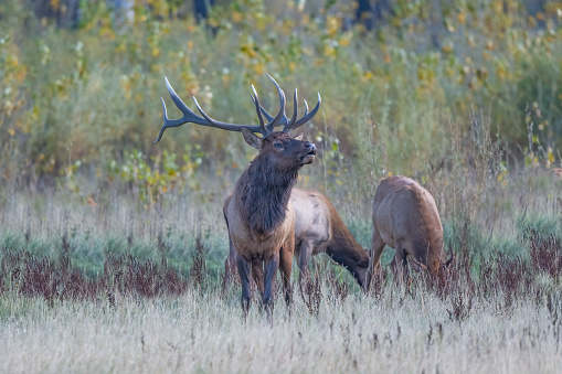 Huge Bull Elk bugling and controlling part of his herd of cow elks in Charles M. Russell wildlife refuge in northern Montana, USA, North America.