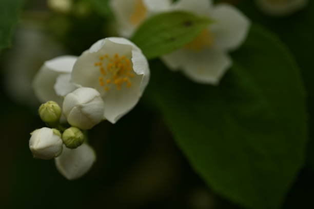 istock twigs with leaves and white jasmine flower close-up 1806369431