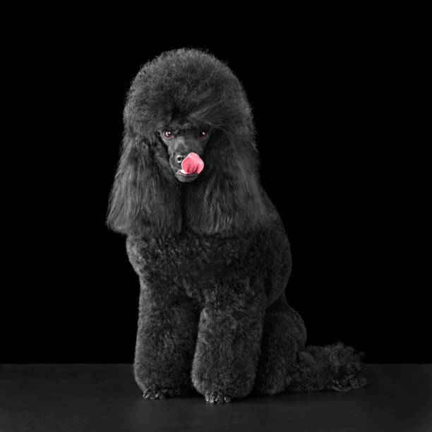 아름다운 블랙 푸들 핥기 - grooming dog pets poodle 뉴스 사진 이미지