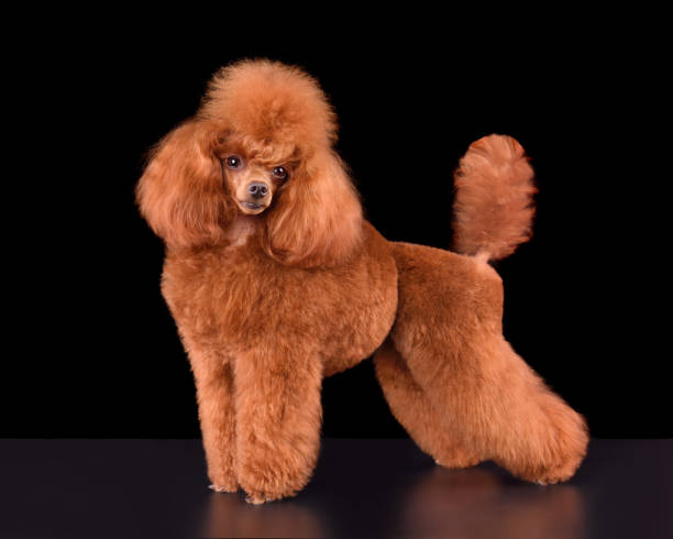 istock Standing apricot toy poodle 1806388884