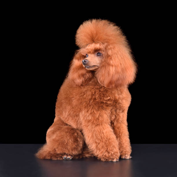 재미 있는 살구 토이 푸들 - grooming dog pets poodle 뉴스 사진 이미지