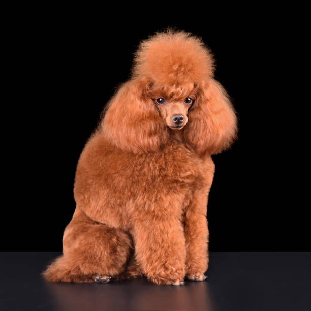 istock Sitting apricot toy poodle 1806389410
