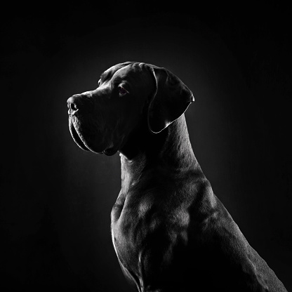 Portrait of big Great Dan dog with uncropped ears on a black background