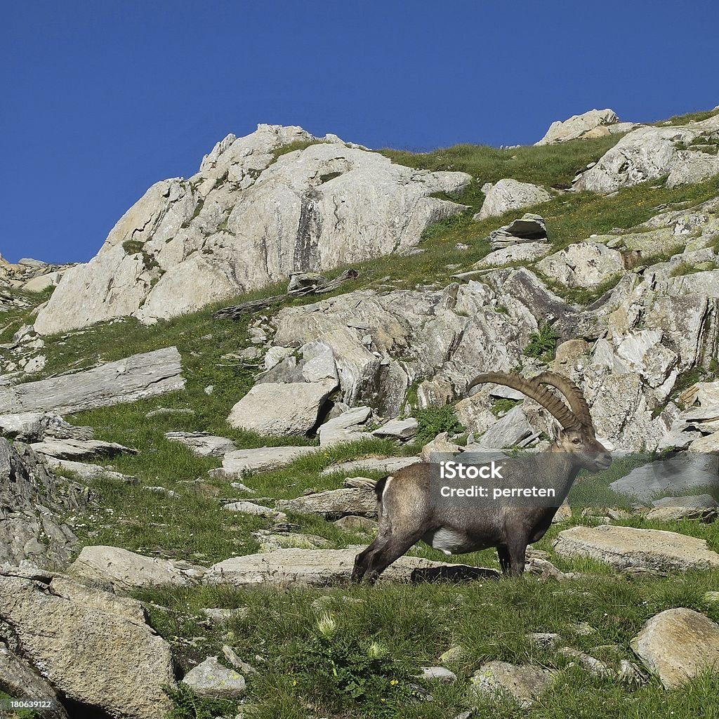 Herrliche alpine ibex - Lizenzfrei Alpen Stock-Foto