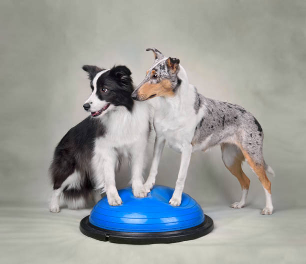 istock Dogs fitness trainig 1806404619