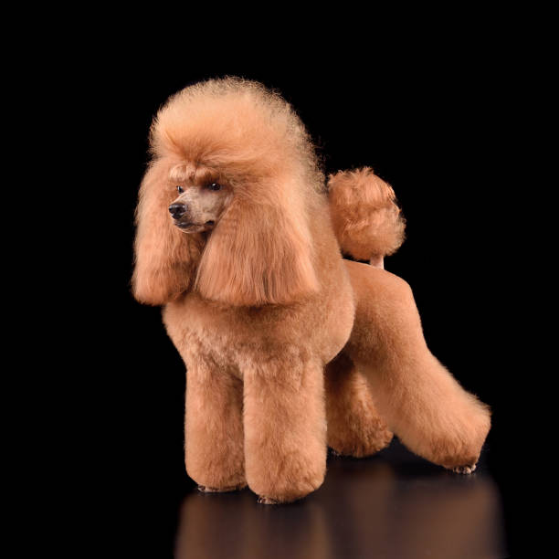 istock Beautiful apricot toy poodle 1806404663