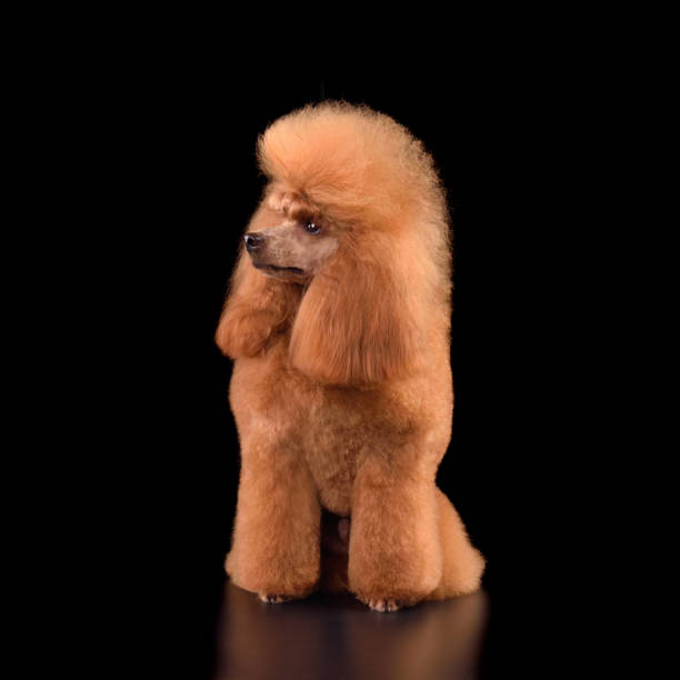 istock Sitting apricot toy poodle 1806405078