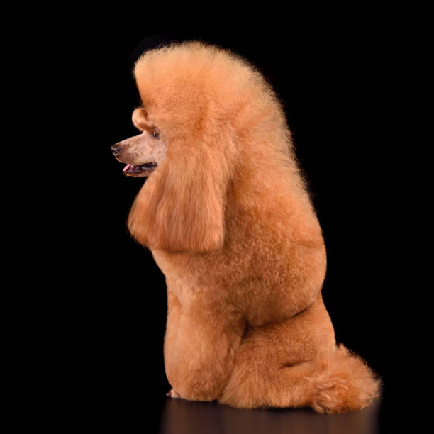 istock Show class apricot toy poodle 1806405185