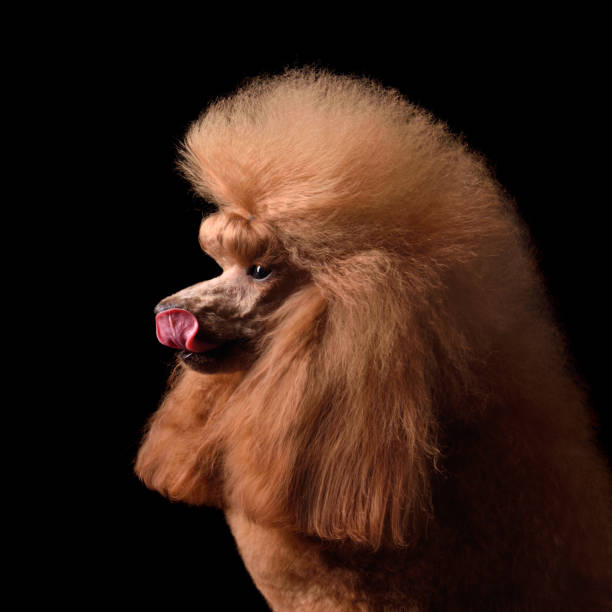 Beautiful apricot poodle licks