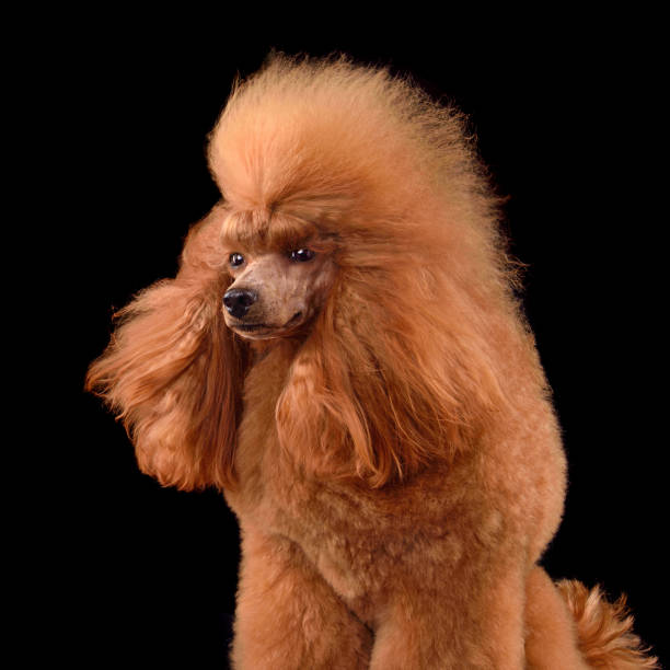 istock Poodle with blowing hair 1806405208