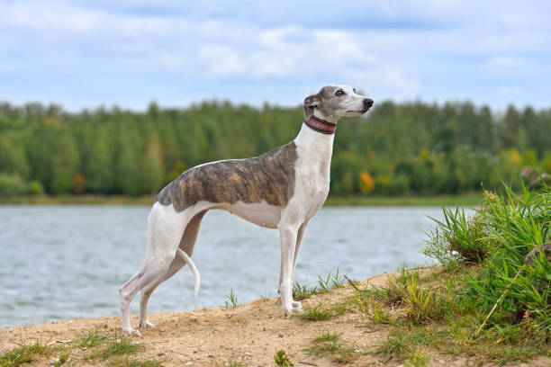 istock Beautiful English Whippet dog 1806406243