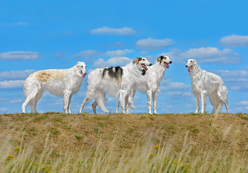 Group of beautiful russian borzoi dogs standing over autumn blue sky bagkground