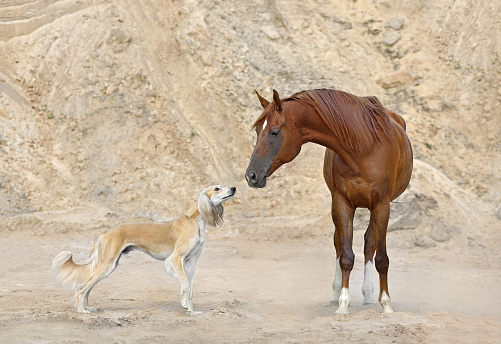 Persian sighthound Saluki with Arabian horse standing and sniffing on yellow sand bagkground