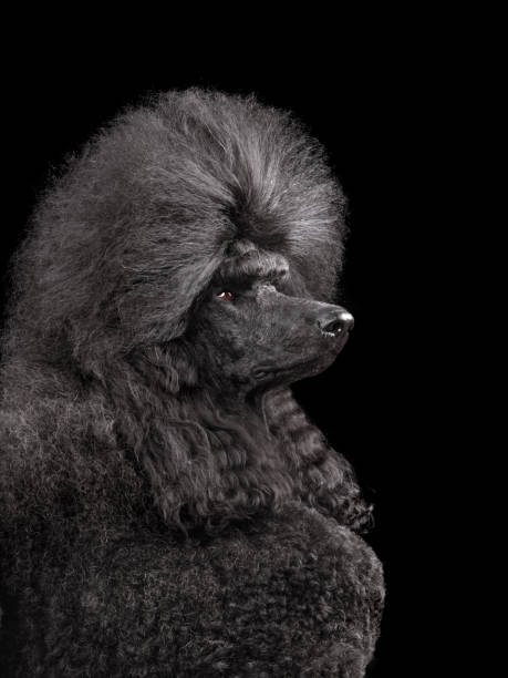 istock Headshot of black poodle 1806408434