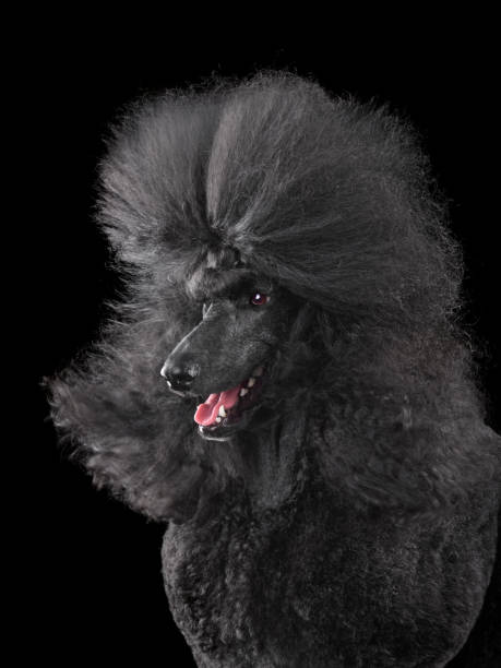 istock Black poodle with blowing hair 1806408445