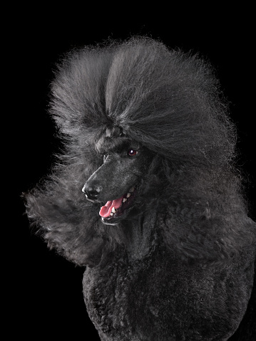 Studio portrait of beautiful poodle with open mouth with blowing hair isolated on black background