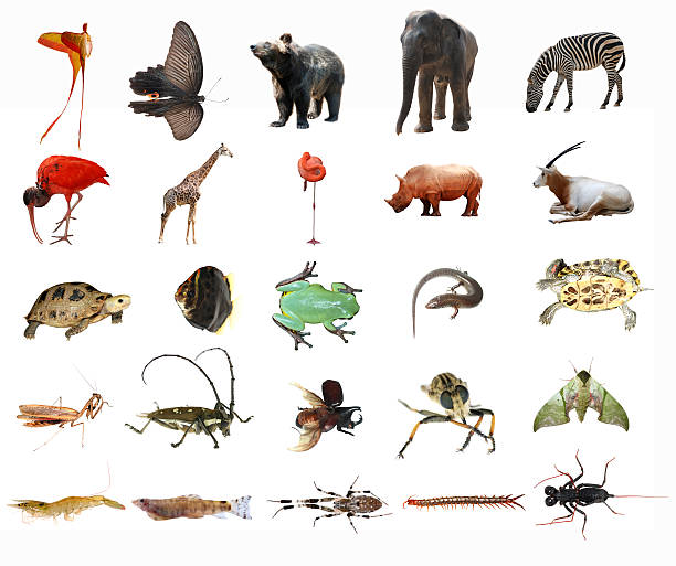 istock wild animal collection isolated 180640878
