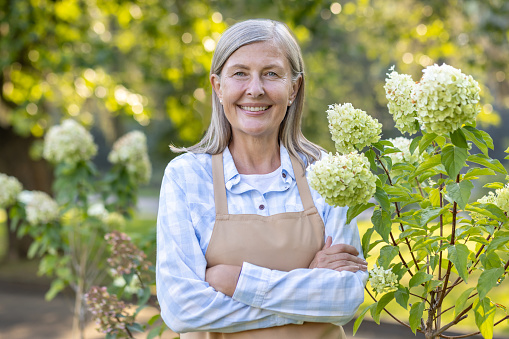 Portrait of a retired woman gardener, senior gray-haired housewife smiling and looking at the camera, with crossed arms, tending to the home garden in the country, with flowers hydrangea.