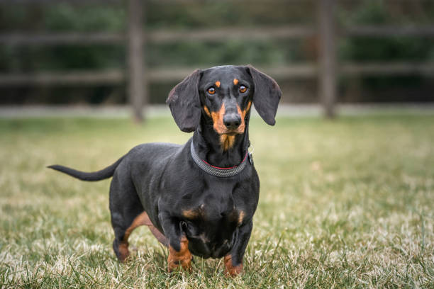 istock Large Black Dachshund dog looking directly at the camera 1806411255