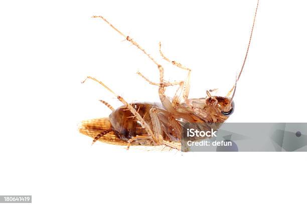 Insecto Rutilo Aislado Foto de stock y más banco de imágenes de Abdomen - Abdomen, Abdomen humano, Acostado