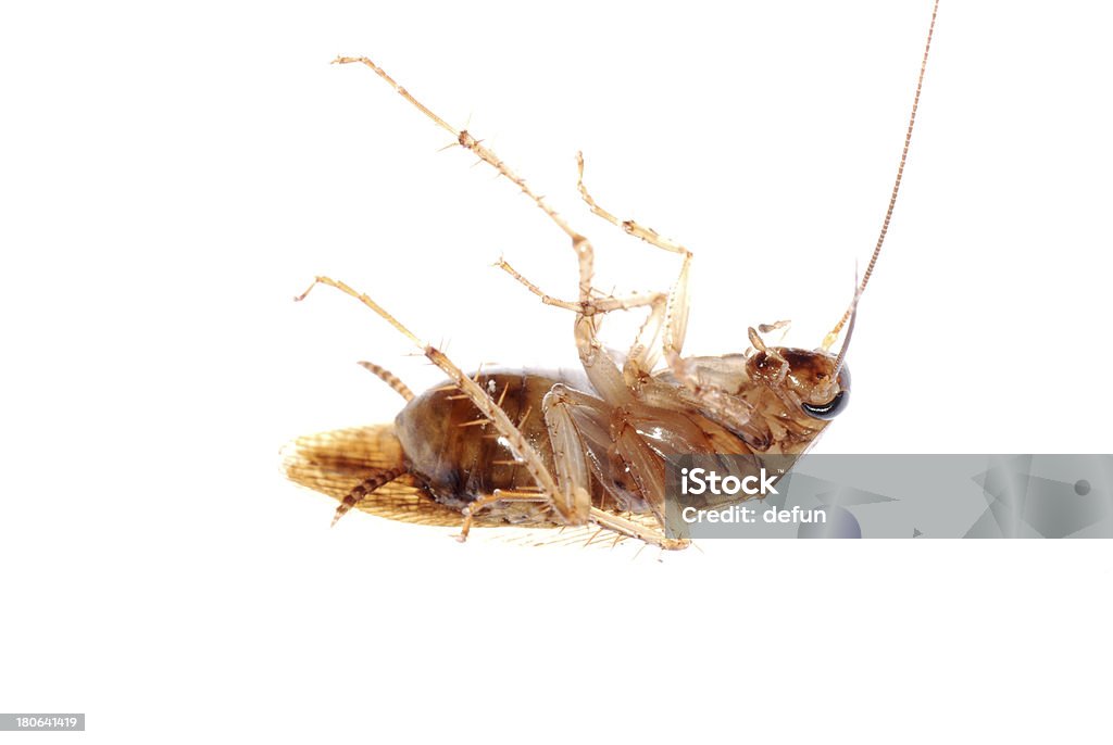 roach di insetto isolato - Foto stock royalty-free di Addome