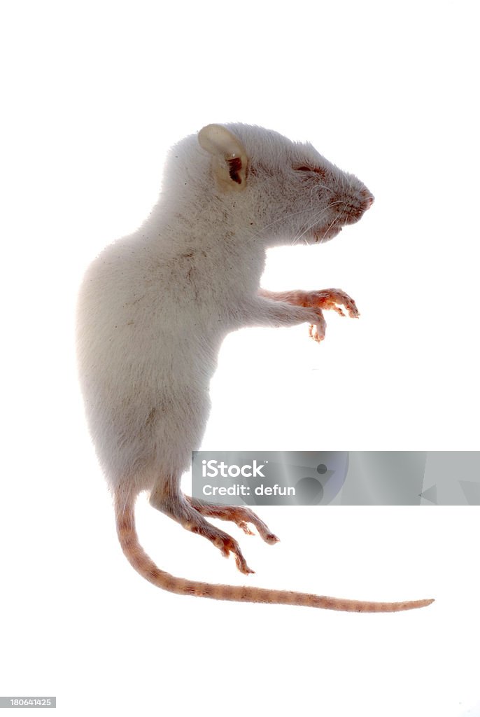rat mouse isolado branco - Foto de stock de Albino royalty-free