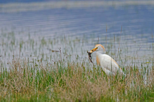 습지에서 개구리를 잡는 서양 왜가리(bubulcus ibis). - frog catching fly water 뉴스 사진 이미지