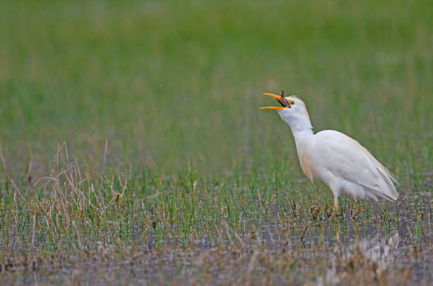 airone bodellino occidentale (bubulcus ibis) che ingoia una rana catturata. - frog catching fly water foto e immagini stock