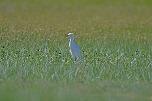 Western cattle heron (Bubulcus ibis) among green grasses in a wetland.