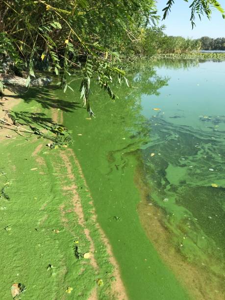 istock Green blooming Dnipro river waters 1806416181