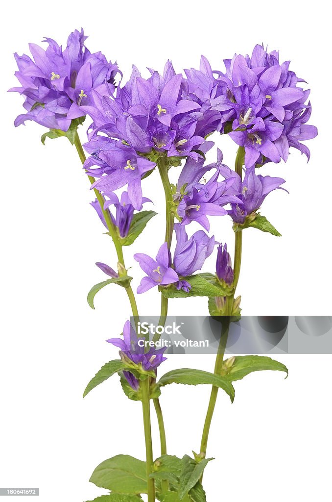 Campánula flores - Foto de stock de Azul libre de derechos