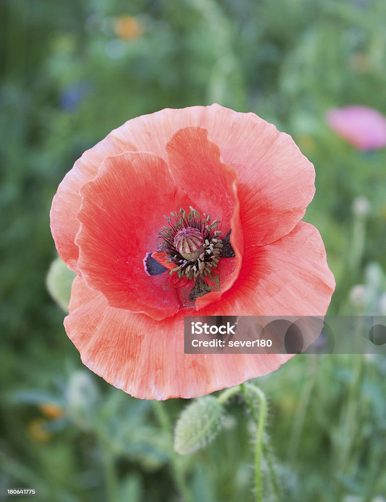 Belo vermelho poppies blossom entre meadow grama - Foto de stock de Beleza royalty-free