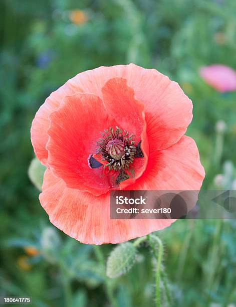 Foto de Belo Vermelho Poppies Blossom Entre Meadow Grama e mais fotos de stock de Beleza - Beleza, Beleza natural - Natureza, Botânica - Assunto