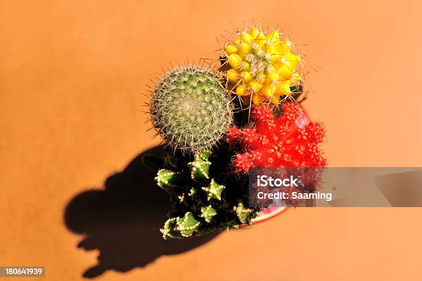 Cacto Foto de stock y más banco de imágenes de Aire libre - Aire libre, Botánica, Cactus