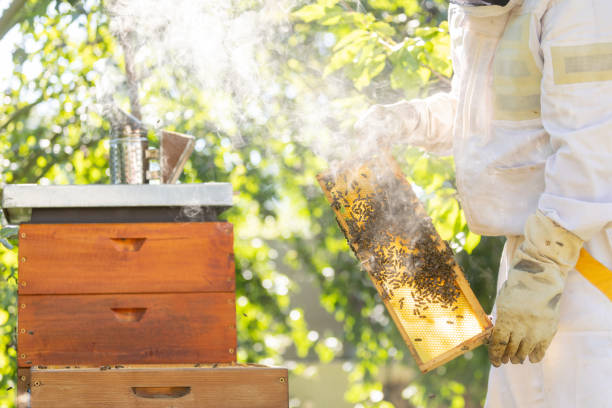 istock Beekeeper doing maintenance on his huge apiary, removing old medication from honey comb, beekeeping concept 1806422100