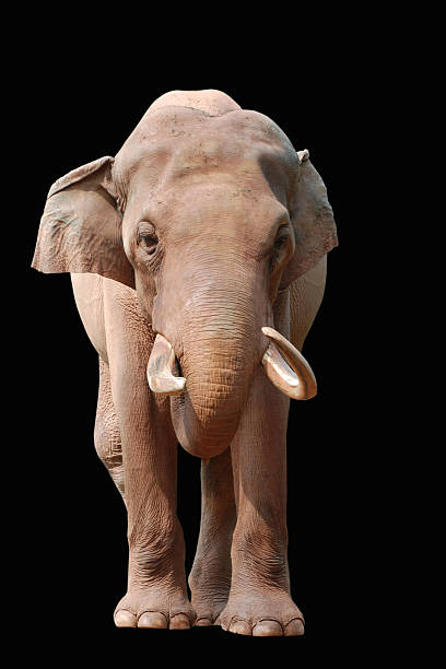 istock animal elephant isolated in black 180642290