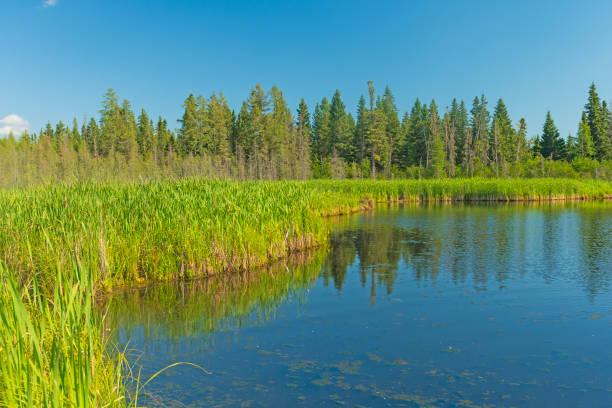Green Vegetation on a Calm Marsh