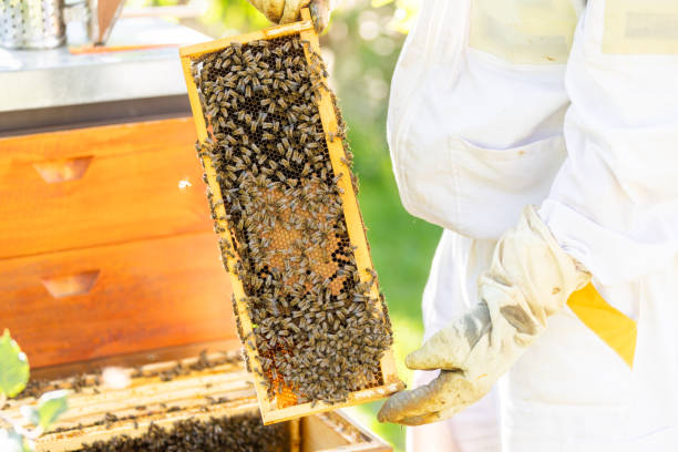 istock Beekeeper doing maintenance on his huge apiary, removing old medication from honey comb, beekeeping concept 1806423816