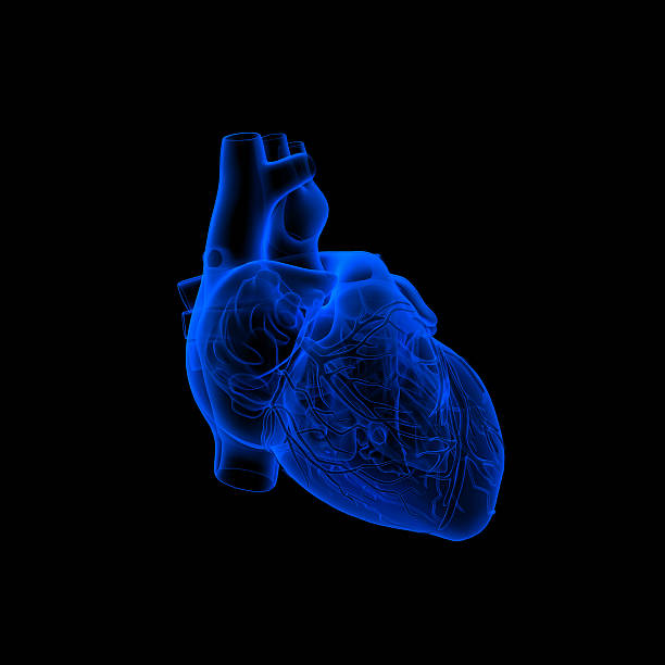 Menschliches Herz Anatomie – Foto