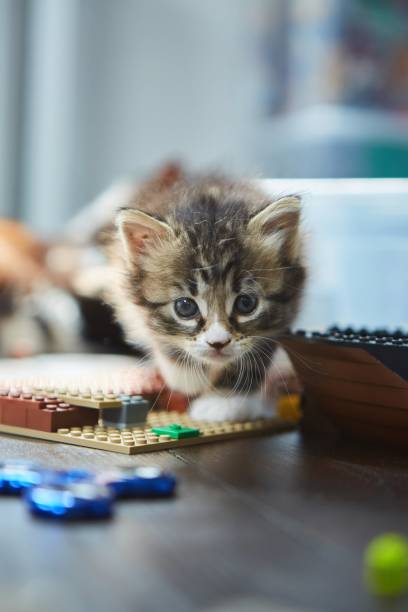 istock A small fluffy playful kitten. Animals in the house 1806425417