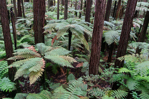 Reuzenvarens in het sequoia bos bij Rotorua, vanaf de boomwandeling door het sequoia bos