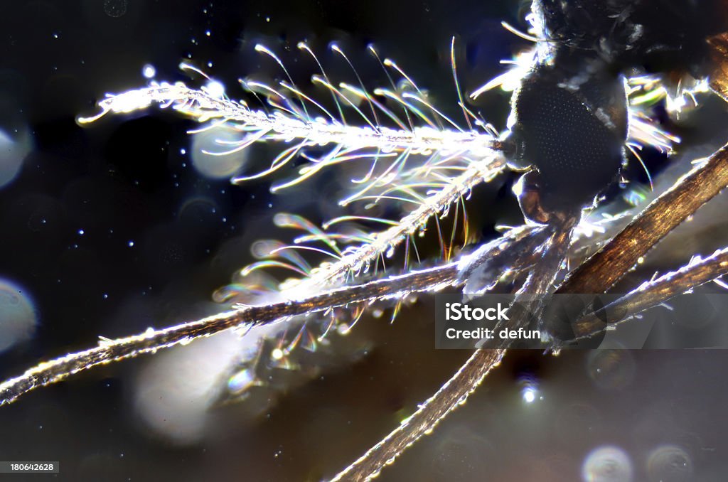 짐승 입 부위에 곤충 모기 - 로열티 프리 곤충 스톡 사진