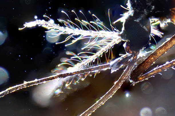 boca de animal partes de inseto mosquito - daphnia water flea high scale magnification micro organism imagens e fotografias de stock