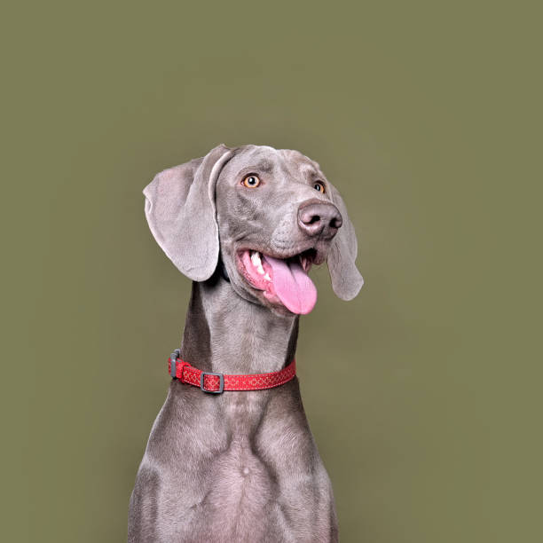 portret studyjny psa wyżeł weimarski - weimaraner dog animal domestic animals zdjęcia i obrazy z banku zdjęć