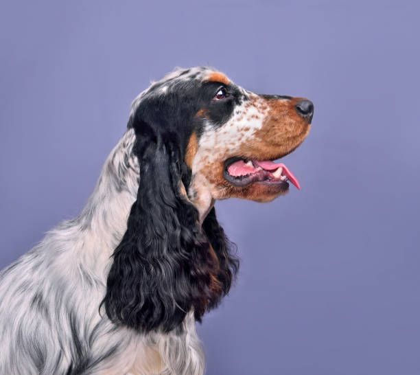 istock Portrait of English cocker spaniel 1806435737