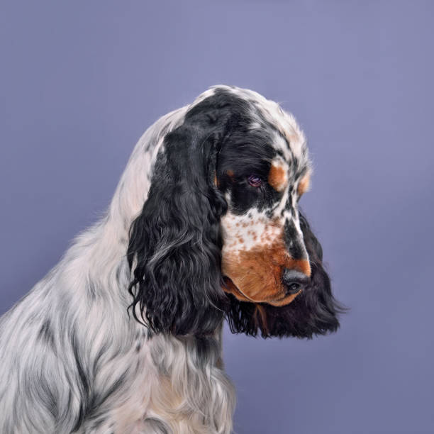istock Portrait of English cocker spaniel 1806436269