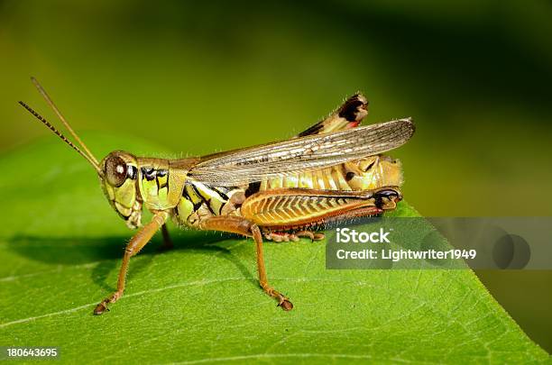 Saltamontes Foto de stock y más banco de imágenes de Animales salvajes - Animales salvajes, Grillo, Aire libre