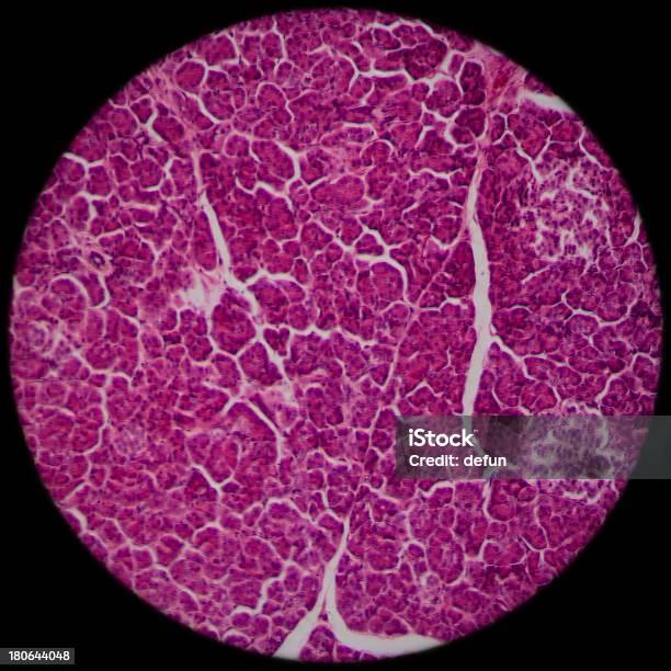 セクションの肝臓組織の顕微鏡 - 一切れのストックフォトや画像を多数ご用意 - 一切れ, 顕微鏡, スクエア