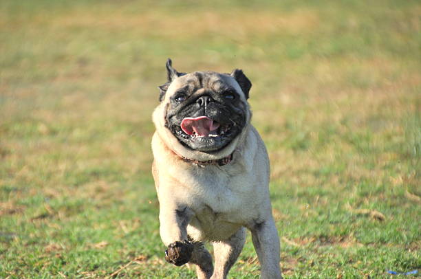 istock Happy Pugg Dog Running 180644498